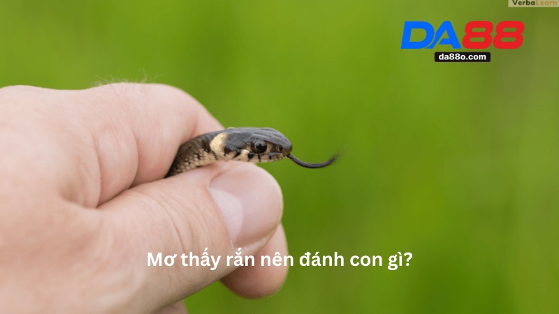Nằm Mơ Thấy Rắn - Giải Mã Điềm Báo Giấc Mơ Mới Nhất