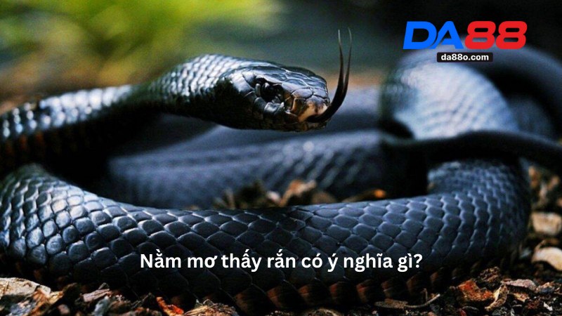 Nằm Mơ Thấy Rắn - Giải Mã Điềm Báo Giấc Mơ Mới Nhất